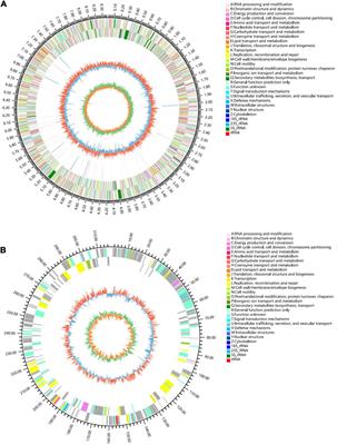 Exploration of Diverse Secondary Metabolites From Streptomyces sp. YINM00001, Using Genome Mining and One Strain Many Compounds Approach